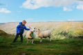 Little boy and sheeps in mountains, kids travel learn animals Royalty Free Stock Photo