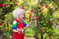 Little boy picking apple in fruit garden Royalty Free Stock Photo
