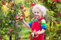 Little boy picking apple in fruit garden Royalty Free Stock Photo