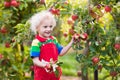 Little boy picking apple in fruit garden Royalty Free Stock Photo