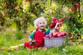 Little boy picking apple in fruit garden Royalty Free Stock Photo