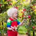 Little boy picking apple in fruit garden Royalty Free Stock Photo