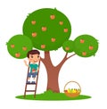 Little boy picking apples flat vector illustration. Adorable child on ladder near apple tree in garden.