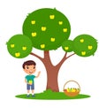 Little boy picking apples flat vector illustration. Royalty Free Stock Photo