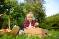 Little boy picking apples in orchard. Child holding straw basket with harvest. Harvesting in the domestic garden in autumn. Fruit Royalty Free Stock Photo