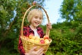 Little boy picking apples in orchard. Child holding straw basket with harvest. Harvesting in the domestic garden in autumn. Fruit Royalty Free Stock Photo