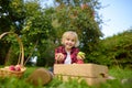 Little boy picking apples in orchard. Child holding straw basket with harvest. Harvesting in the domestic garden in autumn. Fruit Royalty Free Stock Photo