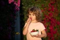 Little boy picking and eating strawberry. Cute cheerful child eats strawberries. The schoolboy is eating healthy food Royalty Free Stock Photo