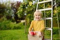 Little boy picking harvest of apples in orchard. Child holding wooden box with fresh fruit. Healthy homegrown food for kids Royalty Free Stock Photo