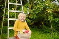 Little boy picking harvest of apples in orchard. Child holding wooden box with fresh fruit. Healthy homegrown food for kids Royalty Free Stock Photo