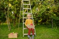 Little boy picking harvest of apples in orchard. Child holding wooden box with fresh fruit. Healthy homegrown food for kids Royalty Free Stock Photo