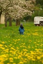Little Boy picking up flowers. Beehives on the background. Dandelions field Royalty Free Stock Photo