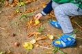 Little boy play with chestnuts in autumn day Royalty Free Stock Photo