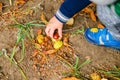 Little boy play with chestnuts in autumn day Royalty Free Stock Photo