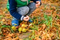 Little boy play with chestnuts in autumn day Royalty Free Stock Photo
