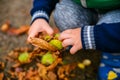 Little boy play with chestnuts in autumn day Royalty Free Stock Photo