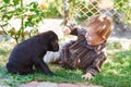 Little boy playing with a black Labrador puppy Royalty Free Stock Photo