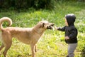 Little boy playing with dog. Countryside, fun Royalty Free Stock Photo
