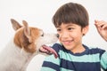 Little Boy Playing With His Friend Dog Jack Russel On White