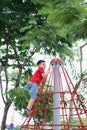 Little boy playing on monkey bars at playground Royalty Free Stock Photo