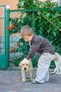 Little boy playing with a puppy labrador in the park Royalty Free Stock Photo