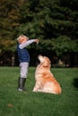 Little boy playing and training golden retriever dog in the field in summer day together. Cute child with doggy pet portrait at Royalty Free Stock Photo