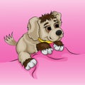 Little boy puppy and pink background Royalty Free Stock Photo