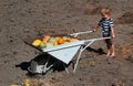 Little boy pushes wheelbarrow with pumpkins and gourds