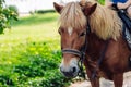 Little boy riding small horse. Summer mood bright nature. Hotel park near sea. Communication with animals Royalty Free Stock Photo