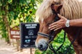 Little boy riding small horse. Summer mood bright nature. Hotel park near sea. Communication with animals Royalty Free Stock Photo