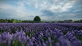 Little boy running on a lavender field at a Dutch windmill farm, panning