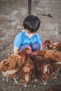 The little boy`s hand feeding chickens at a chicken farm. Hand of kid feeding chicken with rice and grain at indoor farm. Way of