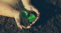 little boy`s hand holding a green sapling earth day In the hands of trees planting saplings. Royalty Free Stock Photo