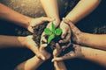 Little boy`s hand holding a green sapling earth day In the hands of trees planting saplings. Royalty Free Stock Photo