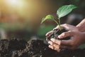 Hands protect the earth of green trees on the background of tropical nature Royalty Free Stock Photo