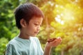 The little boy\'s hands are holding a small tree. Asian boy holding a seedling in his hand. Royalty Free Stock Photo