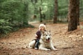 Little boy sits astride malamute dog on walk in forest.