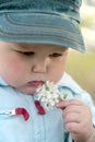 Little boy smelling flower Royalty Free Stock Photo