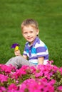 Little boy smelling flower close up. Royalty Free Stock Photo