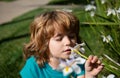 Little boy smelling flower outdoor. Kid sniffing white flowers. Kids allergy. Royalty Free Stock Photo
