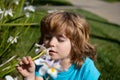 Little boy smelling flower outdoor. Kid sniffing white flowers. Kids allergy. Royalty Free Stock Photo