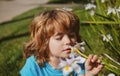 Little boy smelling flower outdoor. Kid sniffing white flowers. Kids allergy. Royalty Free Stock Photo