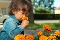 Little boy sniffing flowers