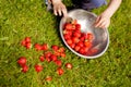 a little boy sorts and stacks freshly picked ripe strawberries in a metal bowl Royalty Free Stock Photo