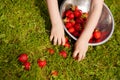 a little boy sorts and stacks freshly picked ripe strawberries in a metal bowl