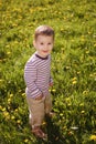 Little boy in spring dandelion meadow Royalty Free Stock Photo