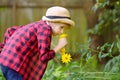 Little boy in a straw hat sniffing a scented yellow flower in domestic garden. Child having fun in the backyard on warm sunny Royalty Free Stock Photo