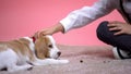 Little boy stroking head of cute beagle puppy on pink background, pet adoption Royalty Free Stock Photo