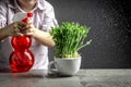 A little boy takes care of microgreen in a cup watering with drops of water in frozen motion. Peas. Little gardener at home Royalty Free Stock Photo