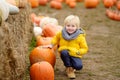 Little boy on a tour of a pumpkin farm at autumn. Child sitting near giant pumpkin